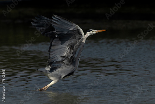 Carta da parati Closeup of a Grey Heron takeoff at Tubli bay, Bahrain