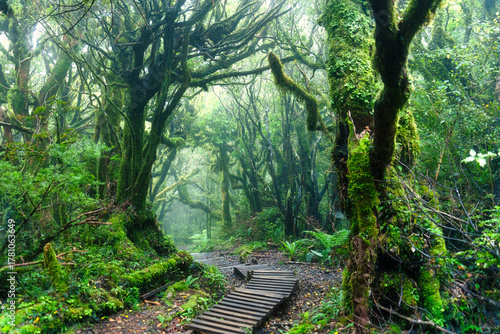 Wooden pathway through lush green forest on hiking trail in New Zealand