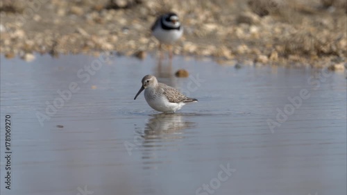 A Broad billed Sandpiper walking in water