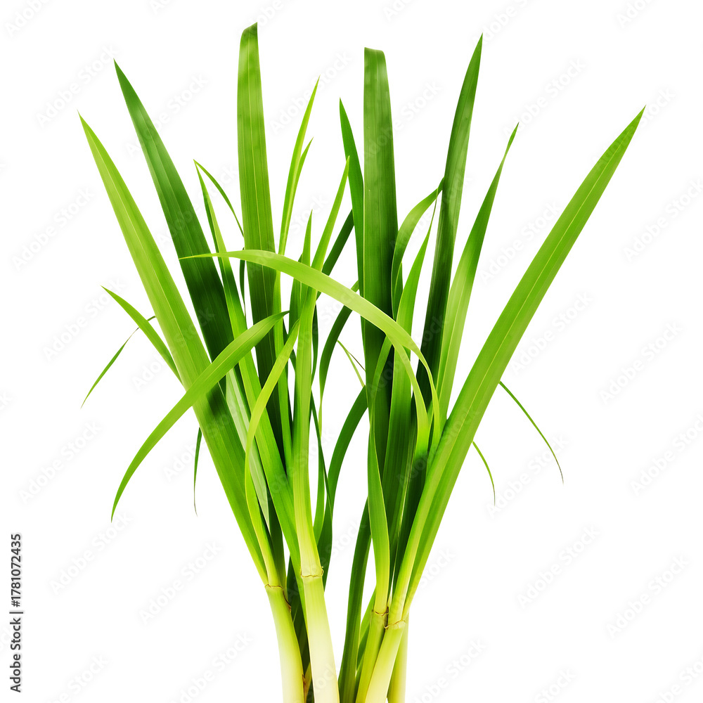 Fototapeta premium Tall Green Grass Blades With A Transparent Background Isolated Natural Elements