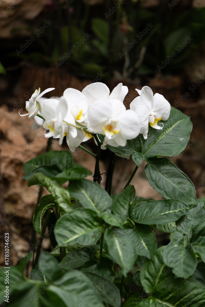 Fototapeta premium Multicolored garden flowers against a background of green foliage. 