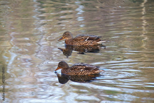 Too female dabling ducks on the lake at Gobions Wood Nature Reserve