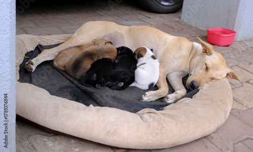 A female Indian Pariah dog breastfeeding her month old puppies