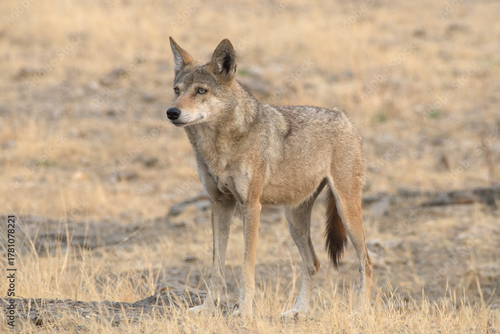 Fototapeta premium Indian Grey Wolf (Canis lupus pallipes) in dry grasslands of Bhigwan, Maharashtra - a rare predator of Indian savannas.