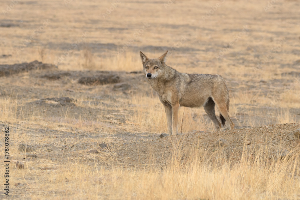 Obraz premium Indian Grey Wolf (Canis lupus pallipes) in dry grasslands of Bhigwan, Maharashtra - a rare predator of Indian savannas.