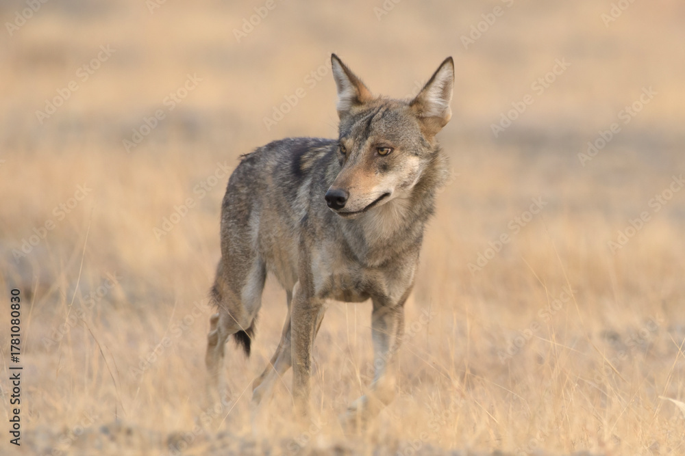 Obraz premium Indian Grey Wolf (Canis lupus pallipes) in dry grasslands of Bhigwan, Maharashtra - a rare predator of Indian savannas.