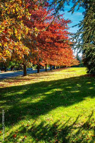 Autumn Park In Burien 6