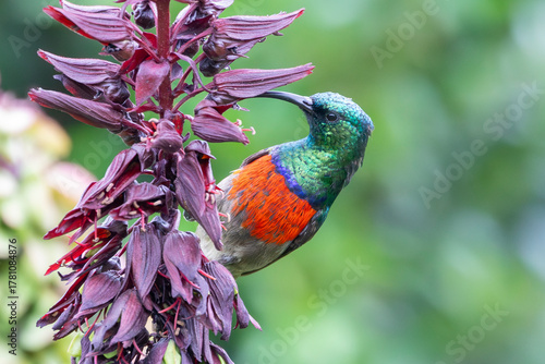 Greater Double-collared Sunbird (Cinnyris afer) breeding male foraging on Honey Bush (Melianthus major) Grootvaderbosch, Western Cape, South Africa
