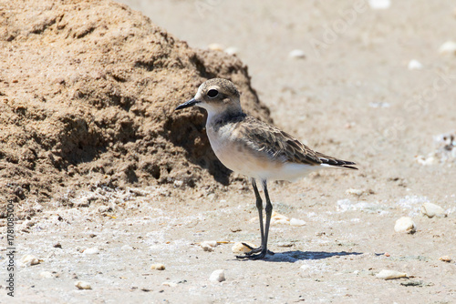 Non-breeding Kittlitz's Plover (Charadrius pecuarius) Kliphoek Salt Pans, Berg River Estuary, West Coat, South Africa