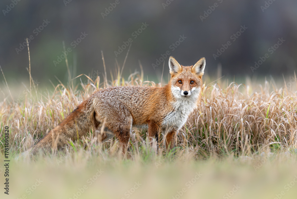 Naklejka premium Red Fox ( Vulpes vulpes ) close up
