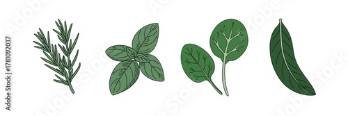 Collection of Hand Drawn Green Herb Leaves and Sprigs on White Background Keywords: herb, herbs, rosemary, basil, spinach, sage, leaf, leaves