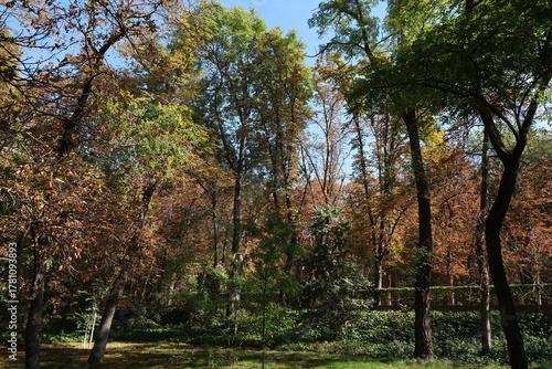 Autumn, forest, El Retiro Park, Madrid, Spain, Europe
