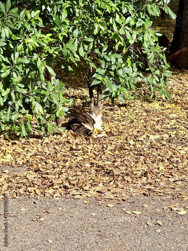 Cat resting under green bush surrounded by fallen autumn leaves