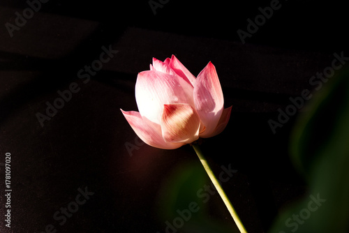 Lotus flower on black background with warm light and blurred foreground. Still-life floral of pink lotus with copy space. Concept of plant, bloom, decor, art, beautiful for print, wallpaper, web.