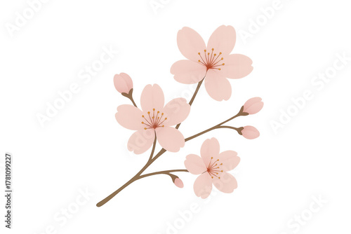 Cherry blossom branch watercolor painting on transparent background