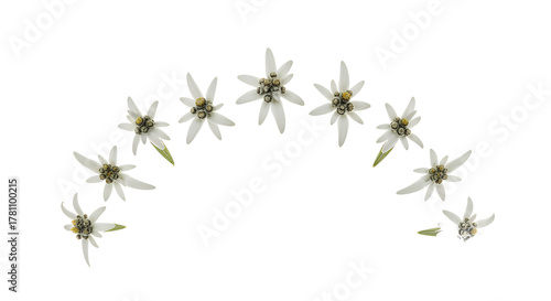 White edelweiss flowers arranged in a graceful arc, highlighting their unique star-like appearance and delicate textures, symbolizing alpine beauty, resilience, and natural charm