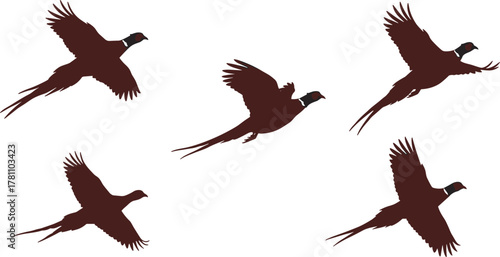 Flying pheasant silhouettes isolated on white background, wild bird illustration, hunting concept, nature wildlife art, detailed vector design