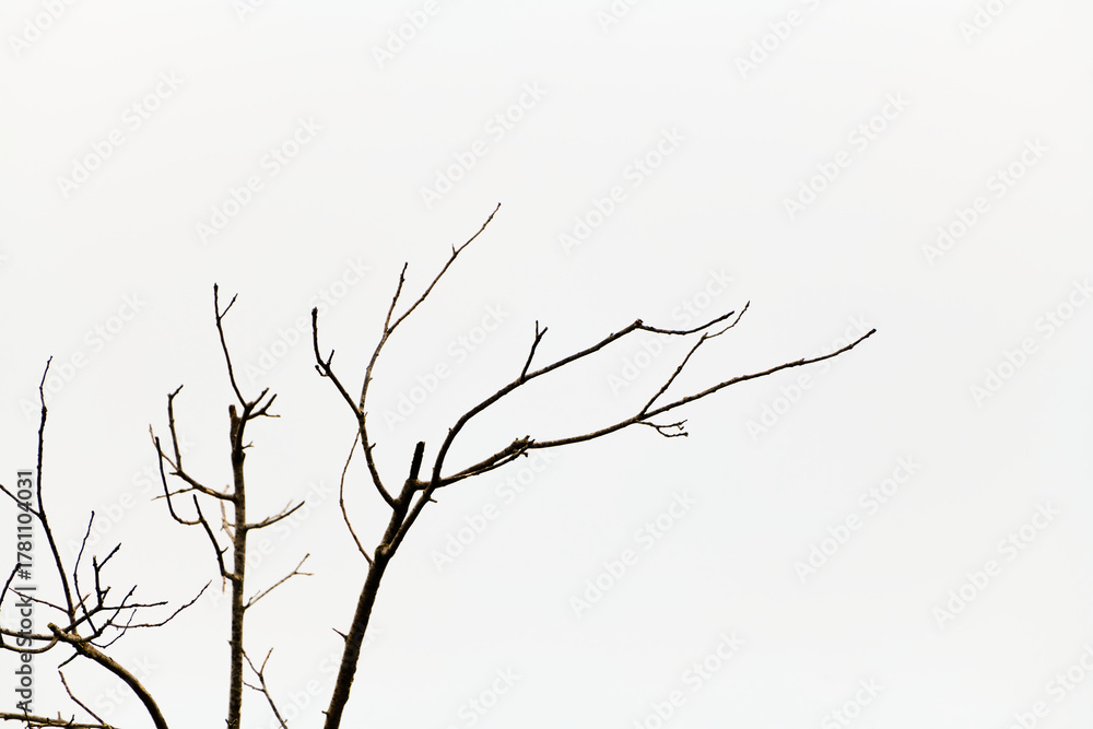 Obraz premium Silhouette of the leafless branches of a tree.