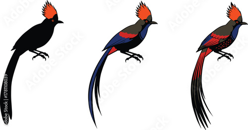 Colorful tropical bird with long tail and red crest perched on branch, exotic wildlife vector illustration showing detailed plumage and beauty