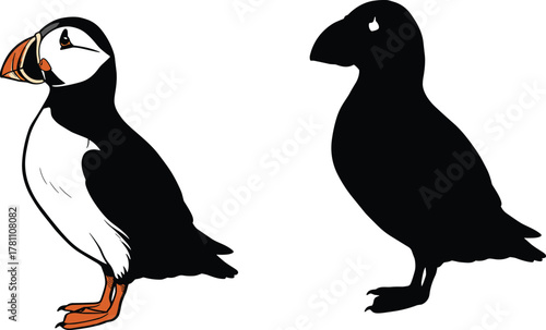 Atlantic puffin bird standing on ground with colorful beak, black and white plumage, detailed vector illustration for wildlife and nature art