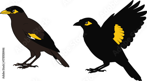 Illustration of common myna bird and black myna bird with yellow beak and wings, perched and flying, detailed vector art