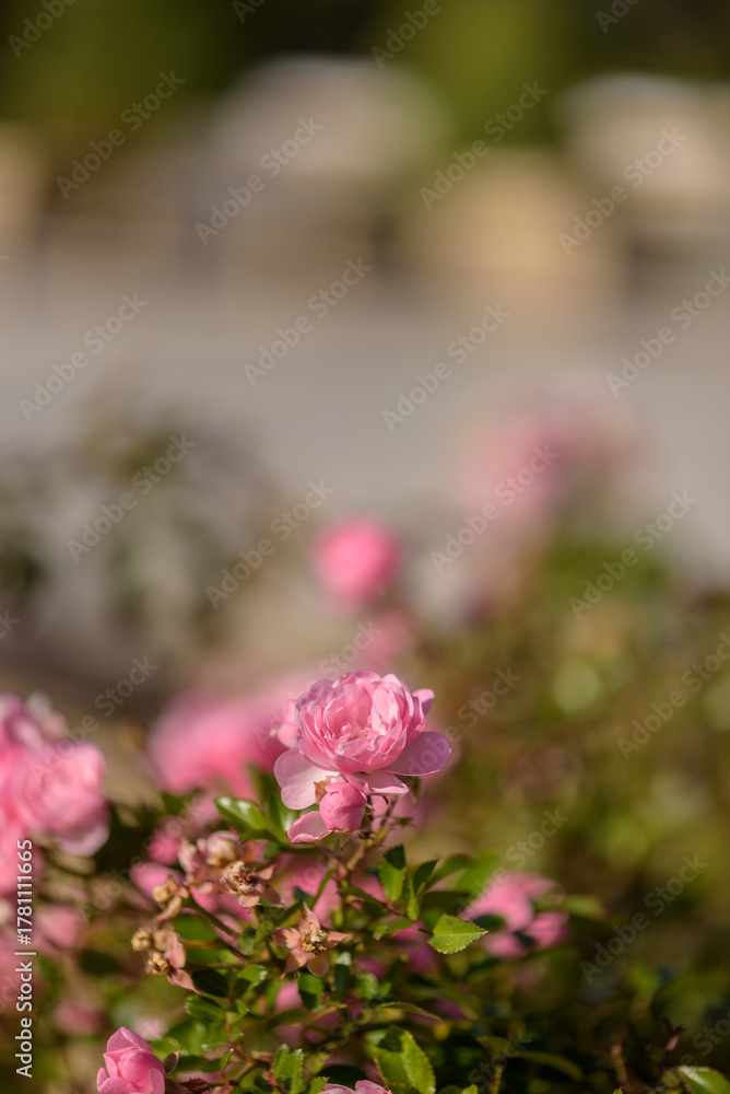 Obraz premium Blooming Pink Roses in a Garden