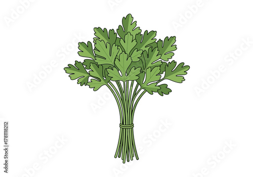 A bunch of flatleaf parsley tied together with a green string