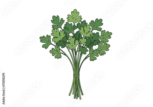 A bunch of green parsley tied with a string on a plain white background