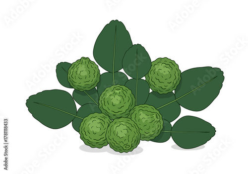 A cluster of green kaffir limes and leaves arranged closely together