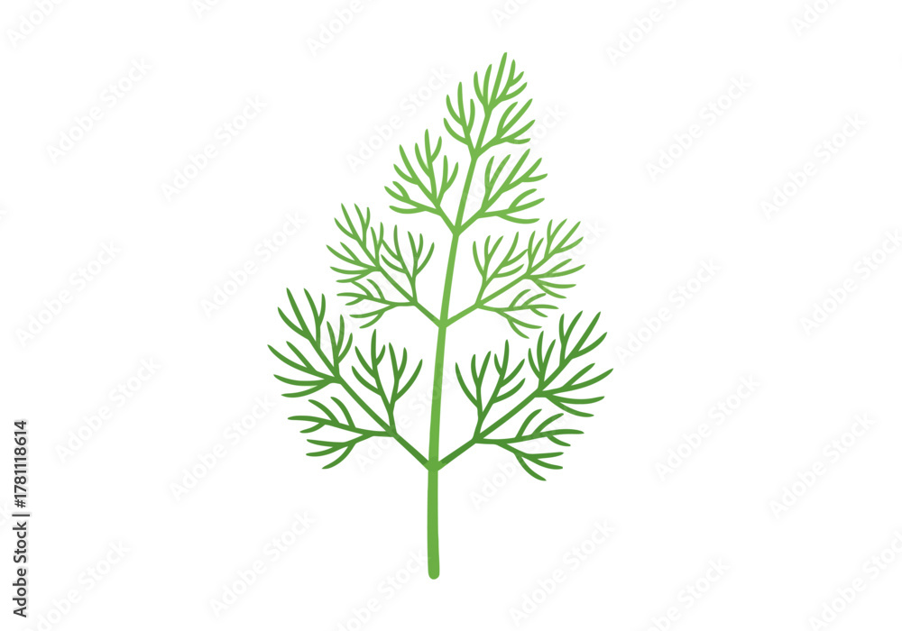 Fototapeta premium A green dill plant stands upright with feathery leaves branching from a central stem