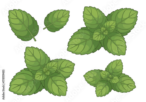 4 mint leaf plant groupings of various sizes displayed with veins and serrated edges