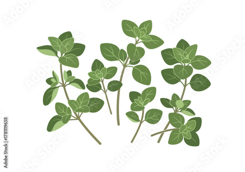 A cluster of oregano sprigs featuring oval leaves in shades of green on brown stems set against a white backdrop