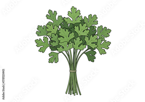 Bundled cilantro vibrant green leaves bound by a light brown tie