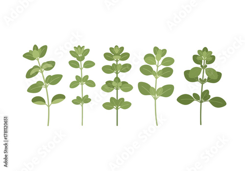 Five oregano sprigs are lined up each with rounded leaves