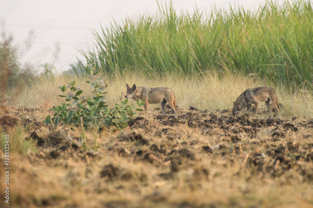 Naklejka premium Pair of Indian Grey Wolves (Canis lupus pallipes) exploring farmland in Bhigwan, Maharashtra - rare predators adapting to human landscapes.