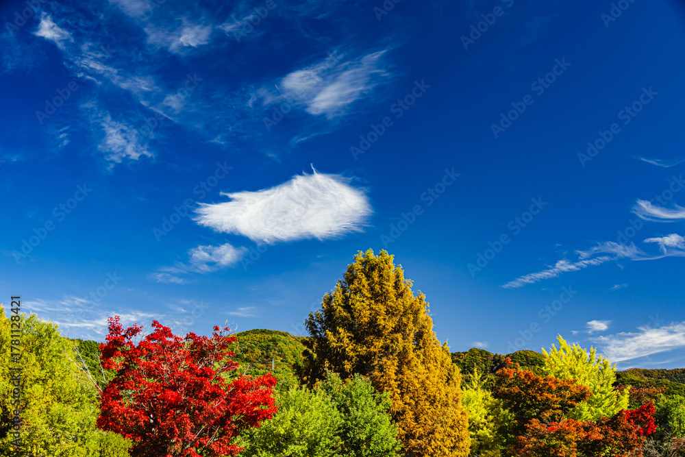 Fototapeta premium みずべ公園の木と山の紅葉風景