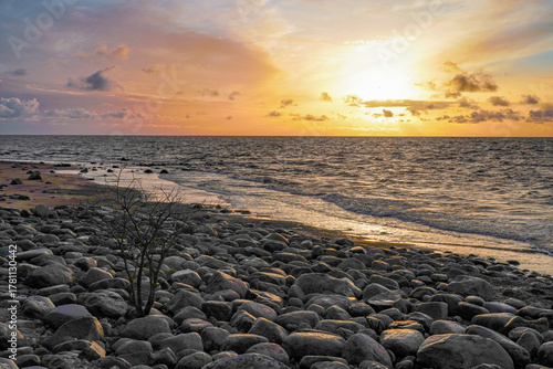 Fototapeta Naklejka Na Ścianę i Meble -  a dead tree on the coast of the Baltic Sea