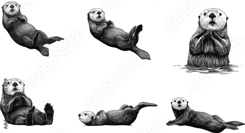 Cute sea otters floating and relaxing in water, playful aquatic wildlife animal illustration for ocean nature, marine life art and design