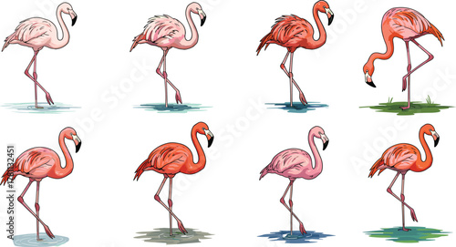 Beautiful pink and orange flamingos standing in water and grass, tropical birds collection, exotic wildlife illustration for nature art design