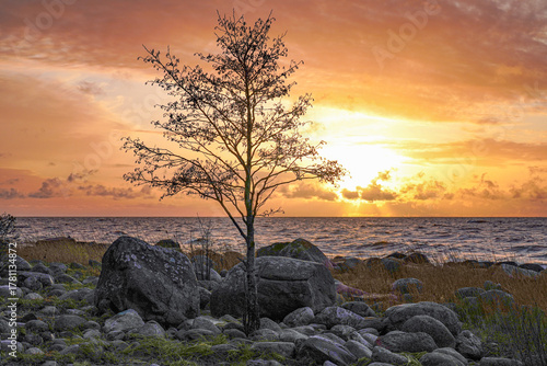 Fototapeta Naklejka Na Ścianę i Meble -  lonely tree on a rocky seashore