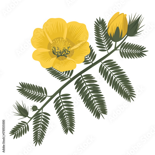 Yellow flower and bud on a green leafy branch against a white background
