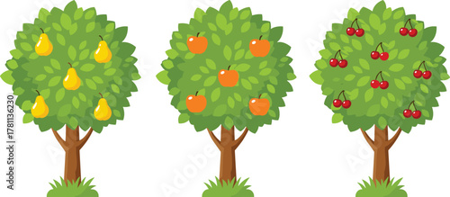 Fruit trees illustration with pear, orange and cherry, summer garden harvest vector art, organic farming, healthy nature design
