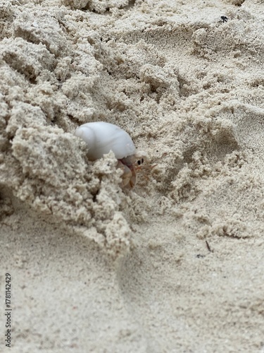 Hermit Crab on White Sand Beach, Maldives