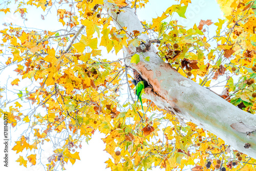 Valokuvatapetti Preciosa cotorra de Kramer en el parque Ribalta, preciso parque en el interior d