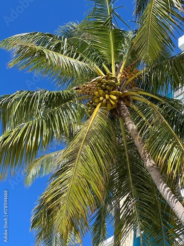 Palm Leaves Against Blue Sky in Maldives Paradise
