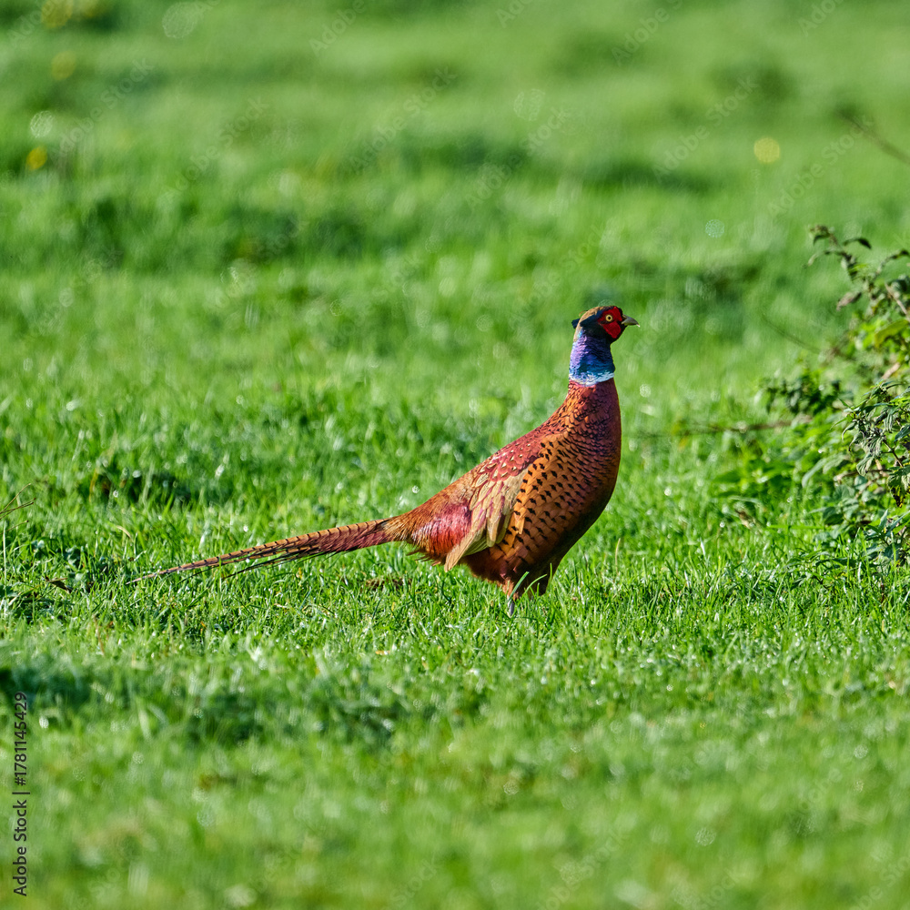 Fototapeta premium pheasant in the grass