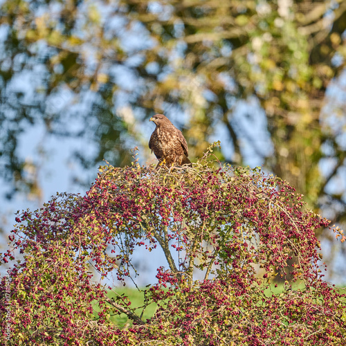 buzzard taking off of a tree