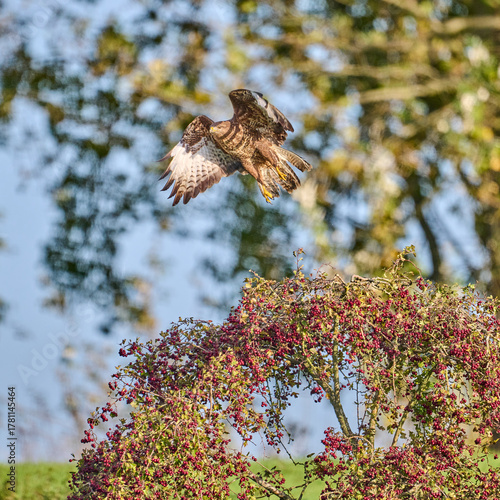 buzzard taking off of a tree