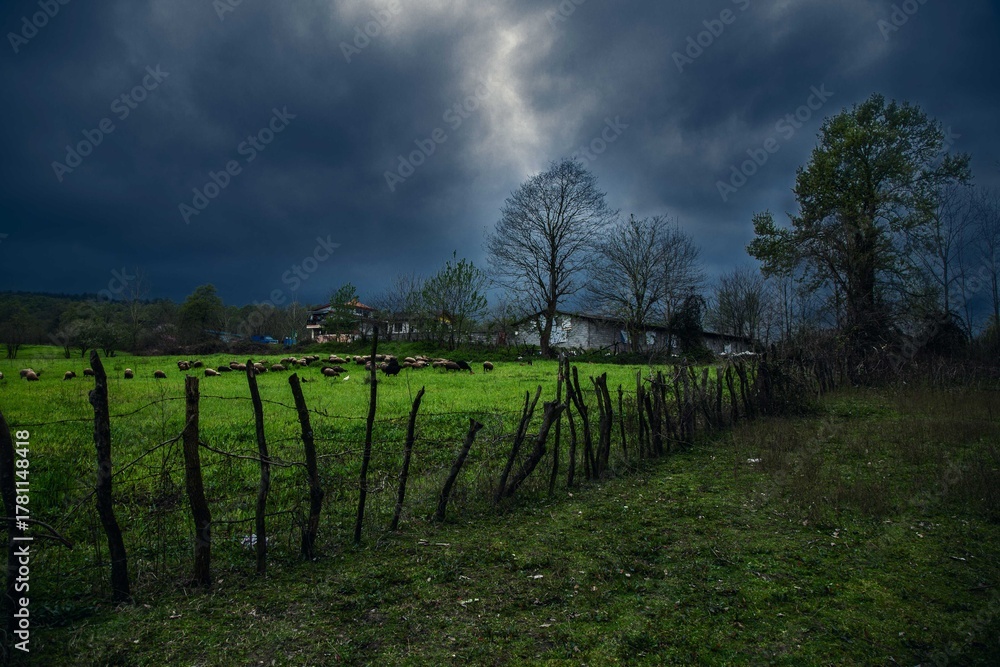 Obraz premium vineyard in autumn