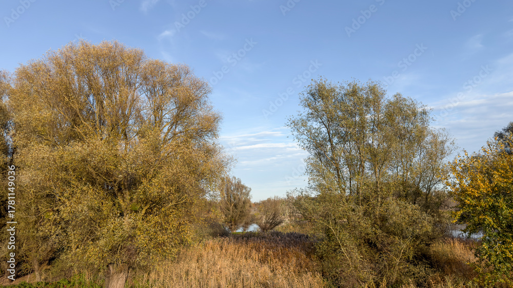 Obraz premium Autumn trees and reeds by calm river under clear blue sky